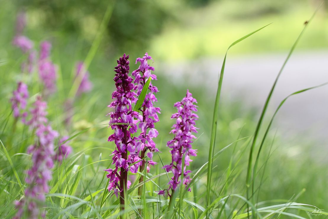 10058 Orchidée sauvage (Orchis mascula) -Franchimont-