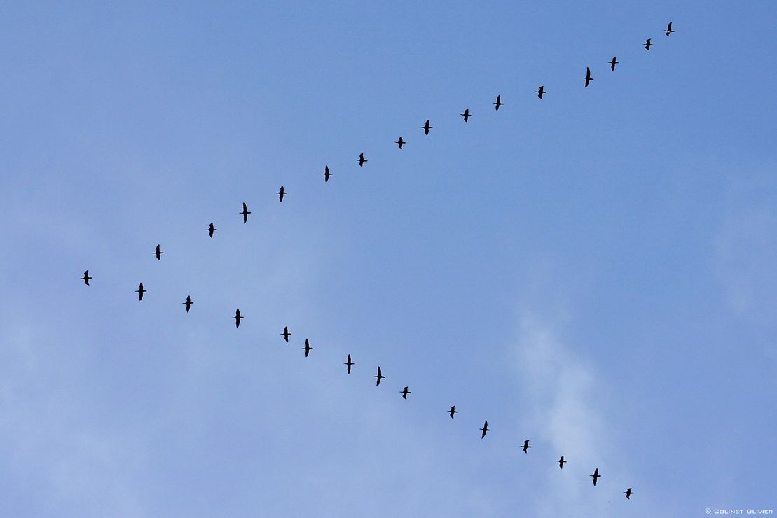 107 Grand cormoran (Phalacrocorax carbo) -Philippeville-