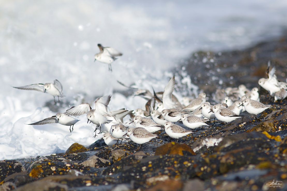 11328 Bécasseau sanderling -Zélande-