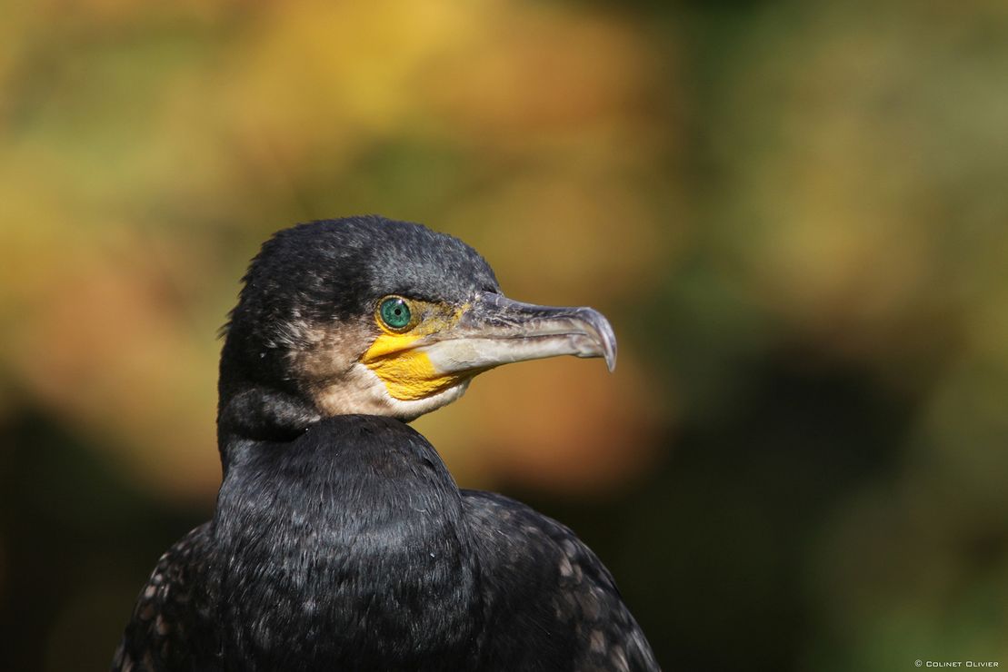 2398 Grand cormoran (Phalacrocorax carbo) -Zwin-