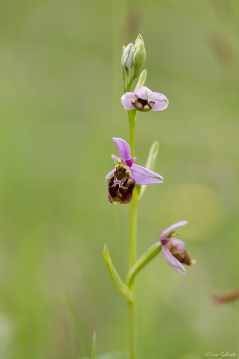 7993 Ophrys frelon -Dourbes-